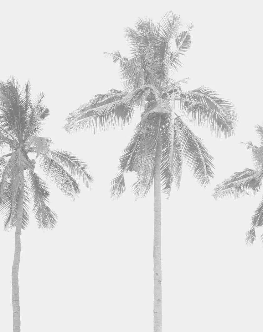 Coconut Palms Wallpaper Mural