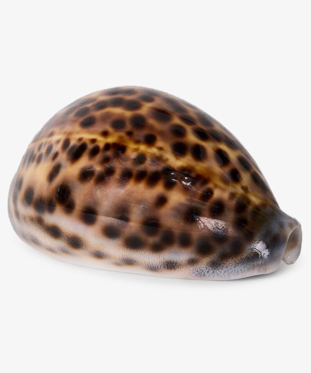 Cowrie Tiger Shell (8cm)