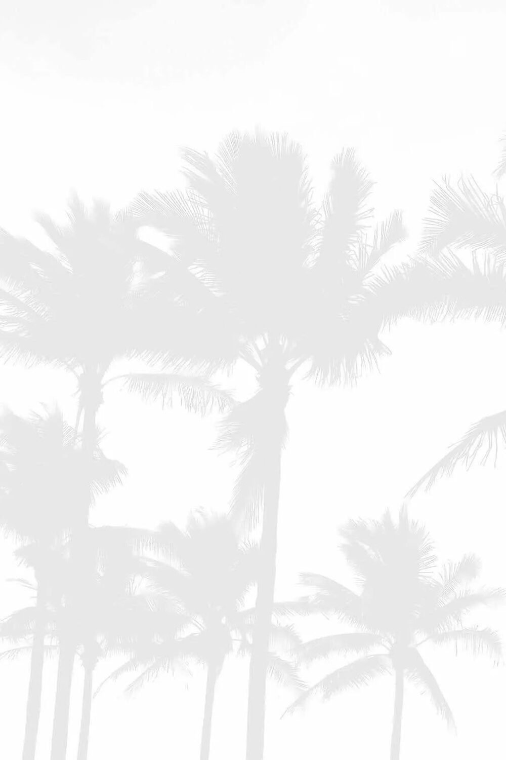 Misty Palms Wallpaper Mural