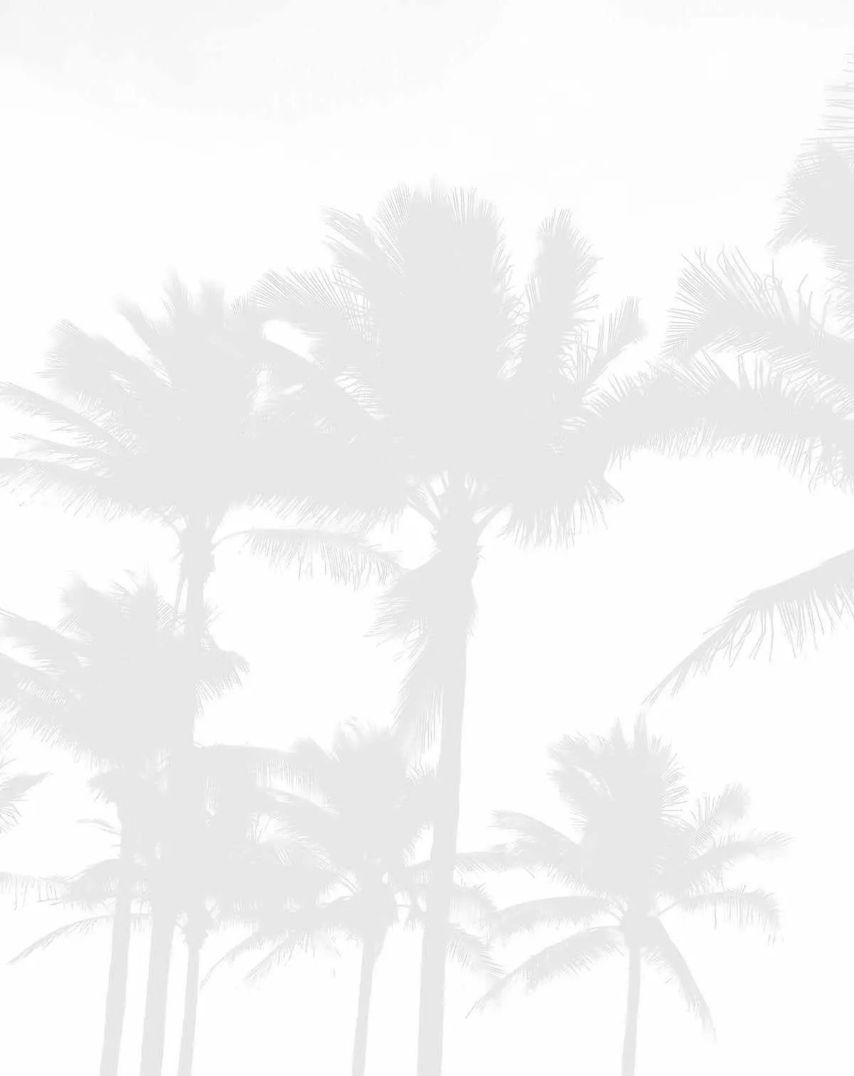 Misty Palms Wallpaper Mural