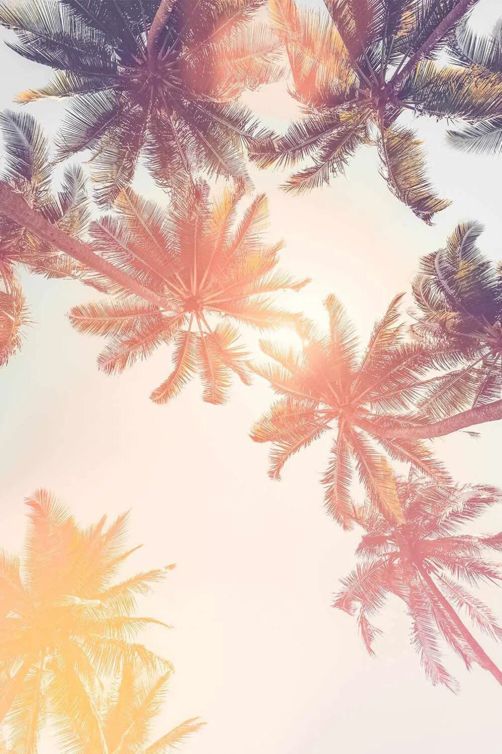 Under the Palms Sunset Wallpaper Photo Mural