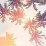 Under the Palms Sunset Wallpaper Photo Mural