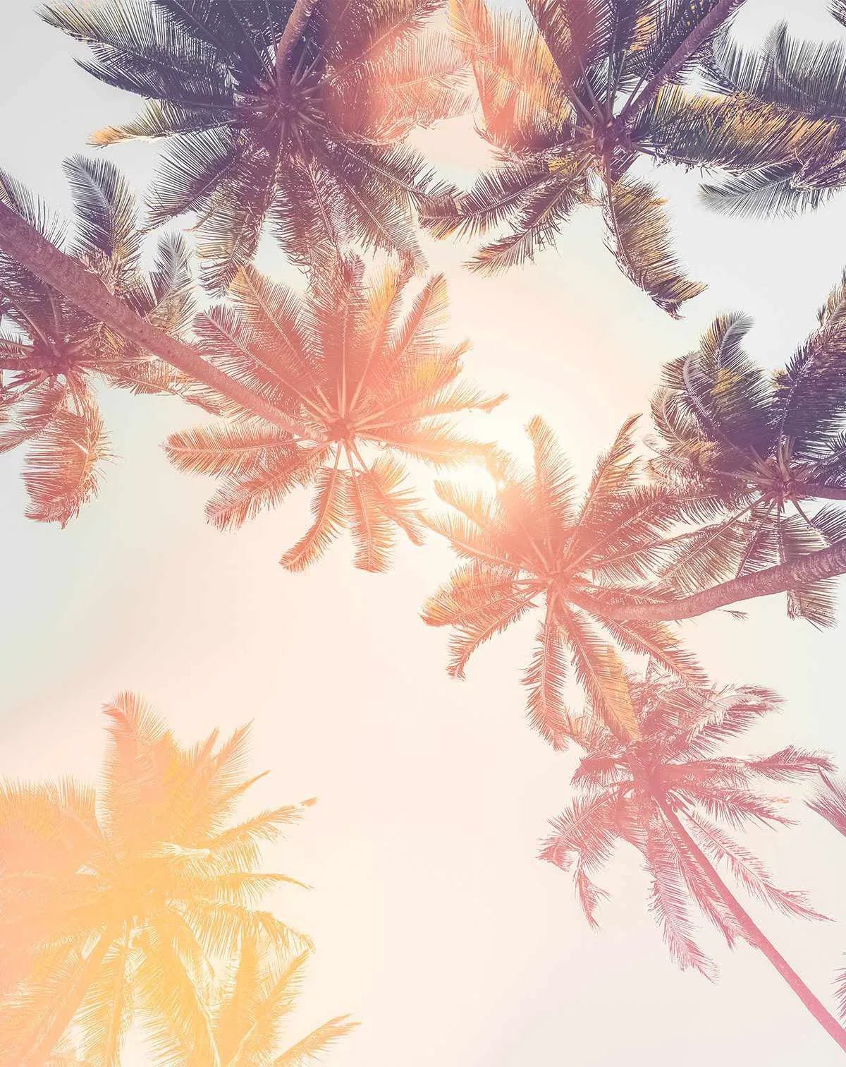 Under the Palms Sunset Wallpaper Photo Mural